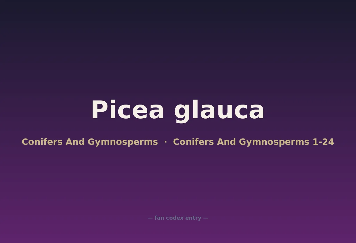 Picea glauca