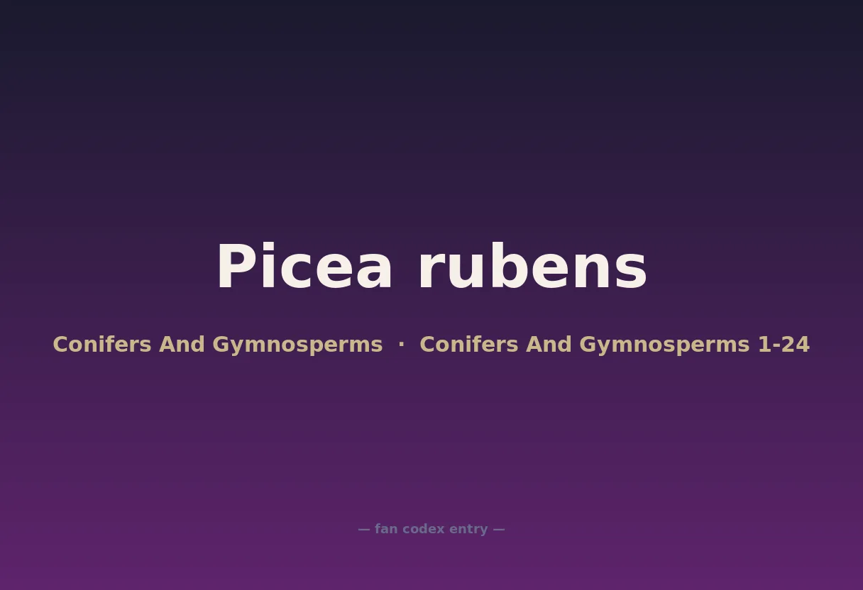 Picea rubens
