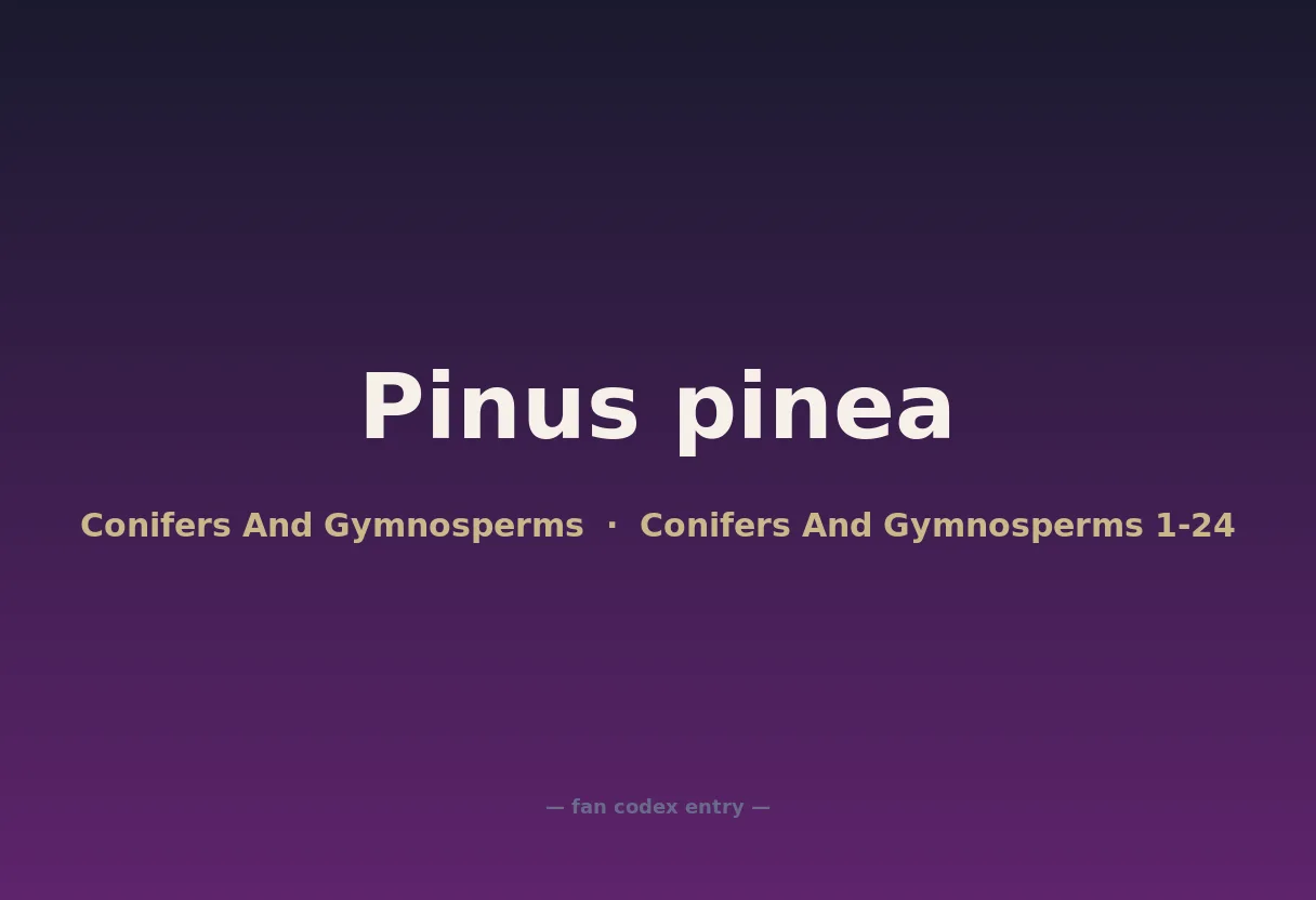 Pinus pinea